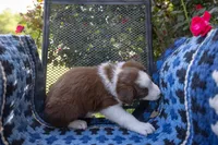 Tan, a male Border Collie for sale in Baird, TX – 4 of 7