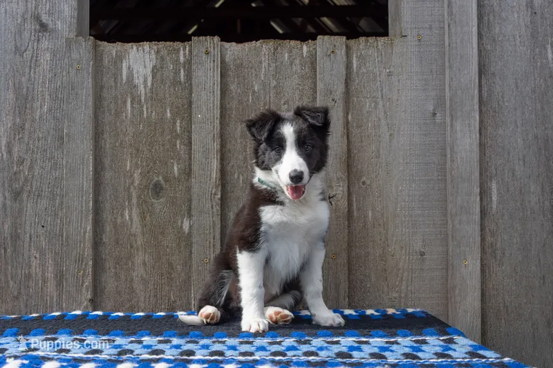 Black and White female (Turquoise) – Border Collie puppy for sale in Baird, TX