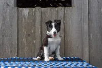 Black and White female (Turquoise), a female Border Collie for sale in Baird, TX – 1 of 4