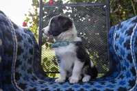 Turquoise, a female Border Collie for sale in Baird, TX – 2 of 6