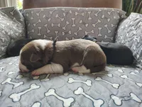 Brown, a male Border Collie for sale in Baird, TX – Photo 2 of 7