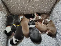 Brown, a male Border Collie for sale in Baird, TX – Photo 7 of 7