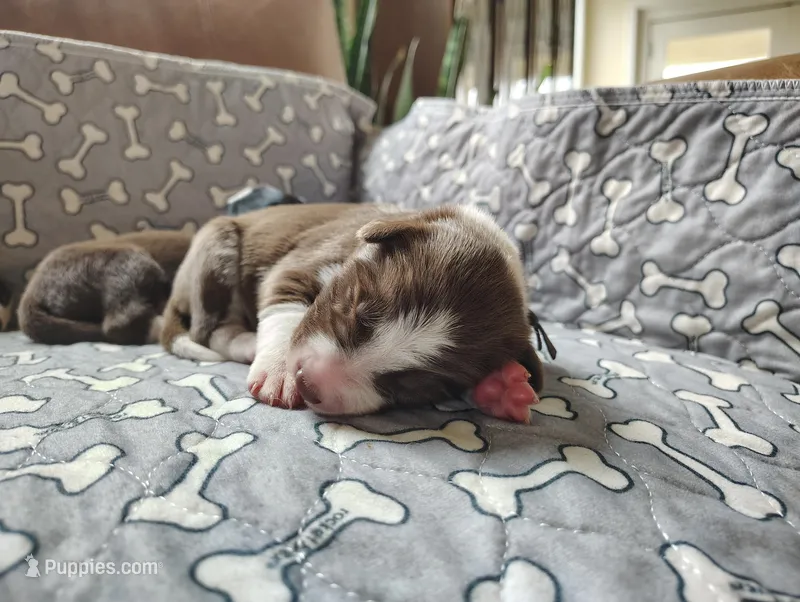 Brown – Border Collie puppy for sale in Baird, TX