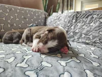 Brown, a male Border Collie for sale in Baird, TX – Photo 1 of 7