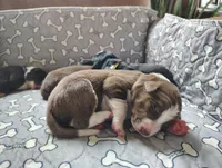 Brown, a male Border Collie for sale in Baird, TX – Photo 3 of 7