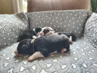 Yellow, a female Border Collie for sale in Baird, TX – Photo 2 of 6