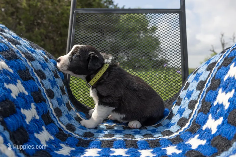 Yellow – Border Collie puppy for sale in Baird, TX