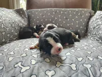 Yellow, a female Border Collie for sale in Baird, TX – Photo 1 of 6