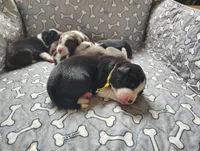 Yellow, a female Border Collie for sale in Baird, TX – Photo 3 of 6