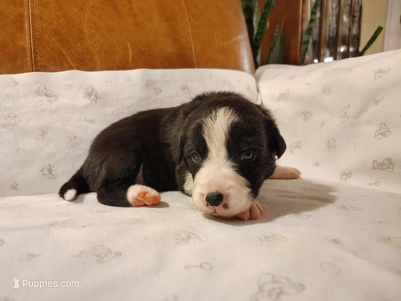 Yellow – Border Collie puppy for sale in Baird, TX