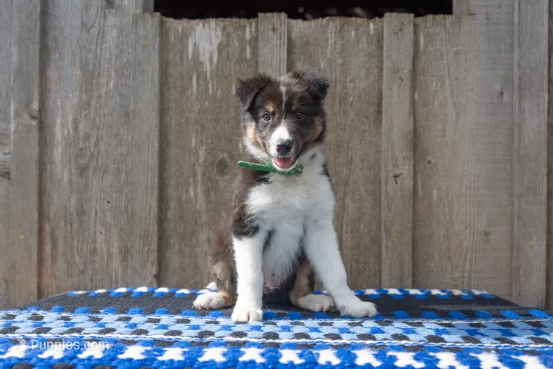 Tri Male (Green) – Border Collie puppy for sale in Baird, TX