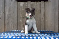 Tri Male (Green), a male Border Collie for sale in Baird, TX – 1 of 5