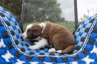 Red, a male Border Collie for sale in Baird, TX – 4 of 7