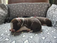 Red, a male Border Collie for sale in Baird, TX – Photo 3 of 7