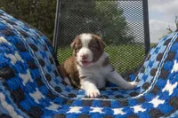 Red, a male Border Collie for sale in Baird, TX – 3 of 7