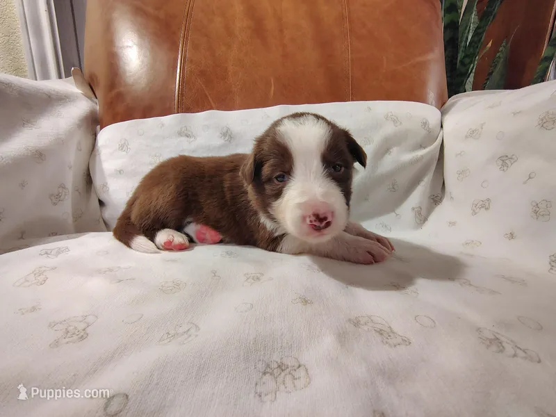 Red – Border Collie puppy for sale in Baird, TX