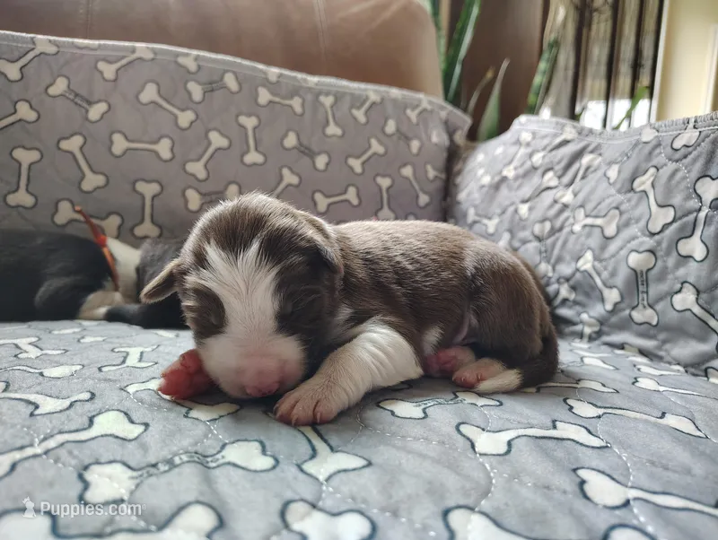 Red – Border Collie puppy for sale in Baird, TX