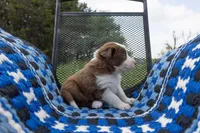 Red, a male Border Collie for sale in Baird, TX – 2 of 7