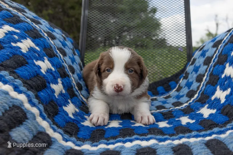 Red – Border Collie puppy on hold in Baird, TX