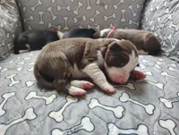 Red, a male Border Collie for sale in Baird, TX – Photo 2 of 7