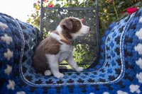 Tan, a male Border Collie for sale in Baird, TX – 2 of 7