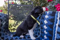 Yellow, a female Border Collie for sale in Baird, TX – 2 of 6