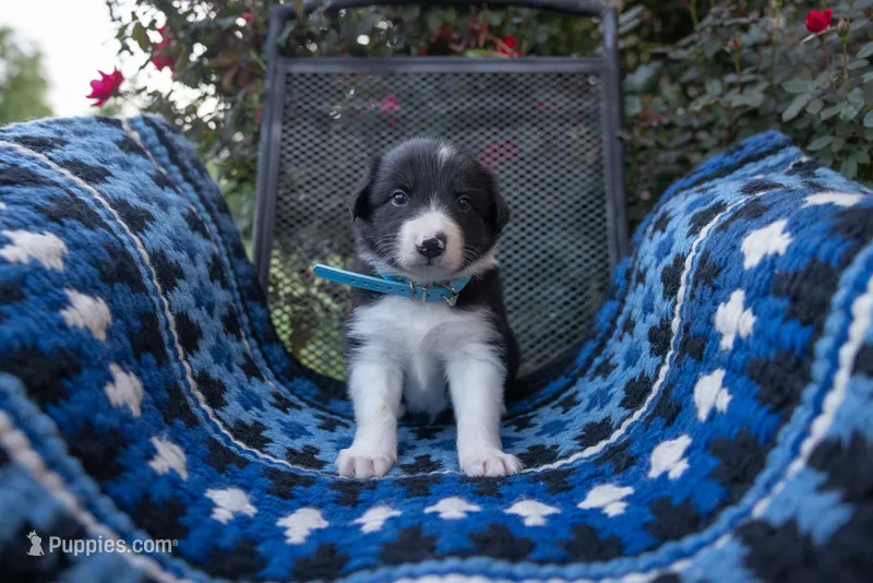 Male 2 (Baby Blue) – Border Collie puppy for sale in Baird, TX
