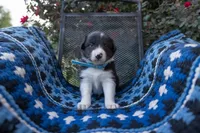 Male 2 (Baby Blue), a male Border Collie for sale in Baird, TX – 1 of 6
