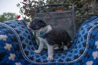 Male 2 (Baby Blue), a male Border Collie for sale in Baird, TX – 3 of 6