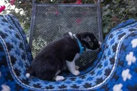 Male 2 (Baby Blue), a male Border Collie for sale in Baird, TX – 5 of 6