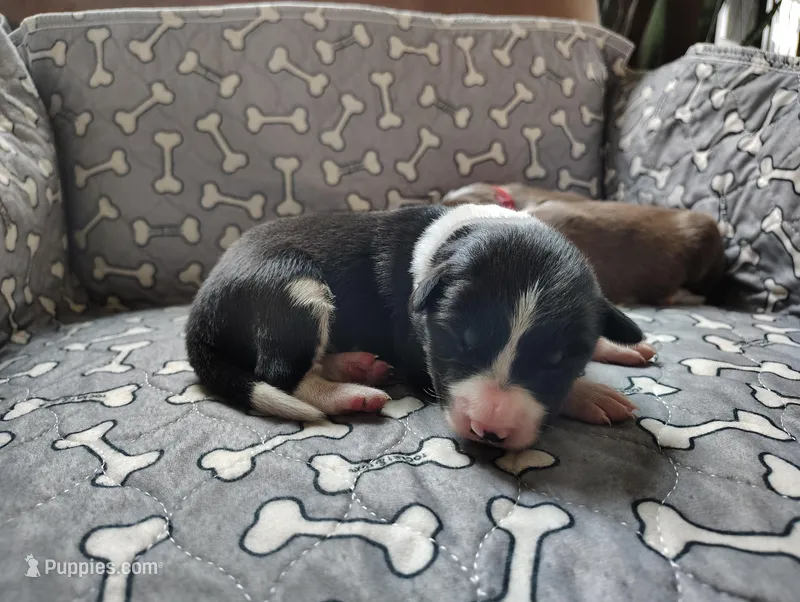 Orange – Border Collie puppy for sale in Baird, TX