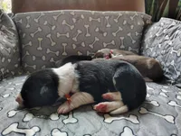 Orange, a female Border Collie for sale in Baird, TX – Photo 2 of 7