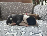 Orange, a female Border Collie for sale in Baird, TX – Photo 3 of 7