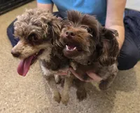 Anakin, a male Yorkshire Terrier and Poodle - Toy  for sale in Mesa, AZ – 7 of 7