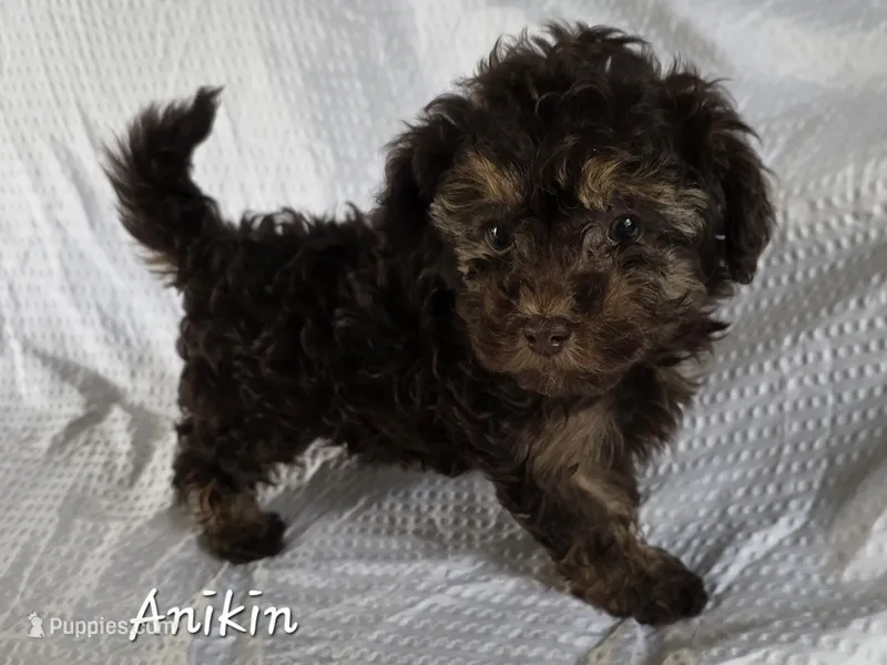 Anakin – Yorkshire Terrier, Poodle - Toy  puppy for sale in Mesa, AZ