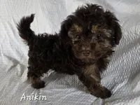 Anakin, a male Yorkshire Terrier and Poodle - Toy  for sale in Mesa, AZ – 1 of 7