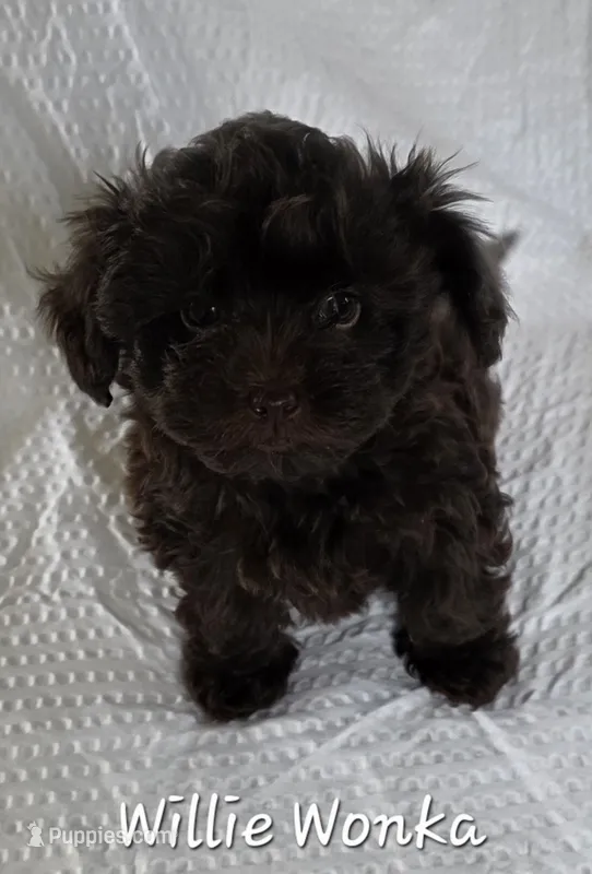 Willie Wonka – Yorkshire Terrier, Poodle - Toy  puppy on hold in Mesa, AZ
