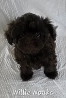 Willie Wonka, a male Yorkipoo and Poodle - Toy  for sale in Mesa, AZ – 1 of 9