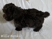 Willie Wonka, a male Yorkipoo and Poodle - Toy  for sale in Mesa, AZ – 2 of 9