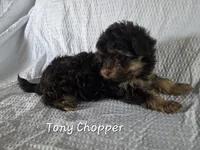 Tony Chopper, a male Yorkshire Terrier and Poodle - Toy  for sale in Mesa, AZ – 5 of 9
