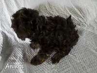 Anakin, a male Yorkshire Terrier and Poodle - Toy  for sale in Mesa, AZ – 3 of 7