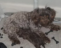 Anakin, a male Yorkshire Terrier and Poodle - Toy  for sale in Mesa, AZ – 4 of 7