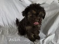 Anakin, a male Yorkshire Terrier and Poodle - Toy  for sale in Mesa, AZ – 2 of 7
