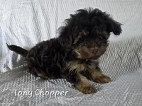 Tony Chopper, a male Yorkshire Terrier and Poodle - Toy  for sale in Mesa, AZ – 2 of 9