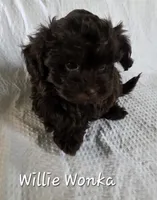 Willie Wonka, a male Yorkipoo and Poodle - Toy  for sale in Mesa, AZ – 3 of 9