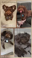 Tony Chopper, a male Yorkshire Terrier and Poodle - Toy  for sale in Mesa, AZ – 9 of 9