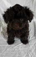 Willie Wonka, a male Yorkipoo and Poodle - Toy  for sale in Mesa, AZ – 4 of 9