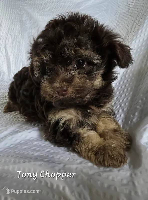 Tony Chopper – Yorkshire Terrier, Poodle - Toy  puppy on hold in Mesa, AZ