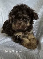 Tony Chopper, a male Yorkshire Terrier and Poodle - Toy  for sale in Mesa, AZ – 1 of 9