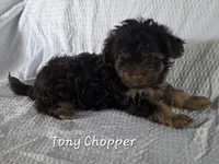 Tony Chopper, a male Yorkshire Terrier and Poodle - Toy  for sale in Mesa, AZ – 3 of 9